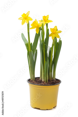 Yellow narcissus in the pot