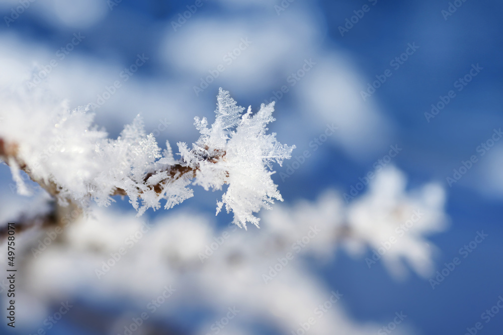 Branch tip with snowflakes Branch tip with snowflakes