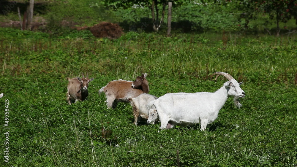 visited a herd of goats on the meadow visited a herd of goats on the meadow