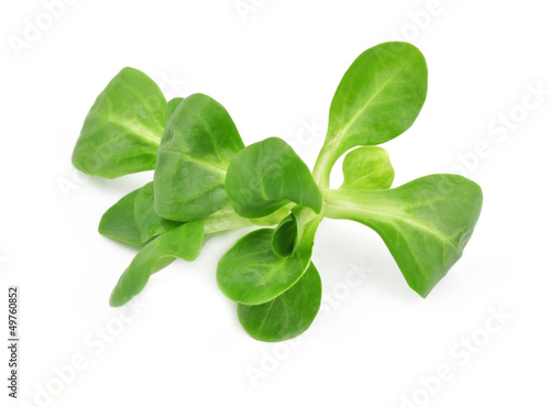Valerianella lettuce