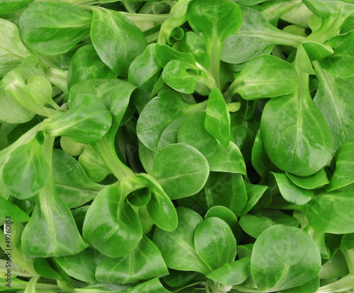 Fotografija Valerianella lettuce