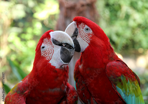 Lovely parrots Scarlet Macaw. #49761887