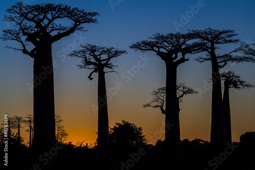Wallpaper Mural Sunset on baobab trees Torontodigital.ca