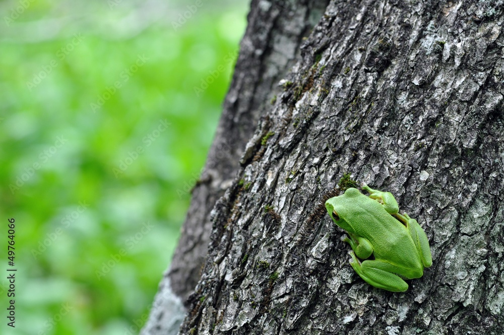 森に棲む蛙