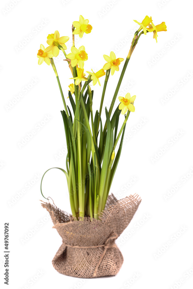 Yellow daffodils Yellow daffodils