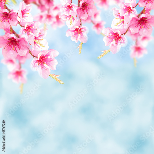 Blauer Hintergrund mit Kirschblüten