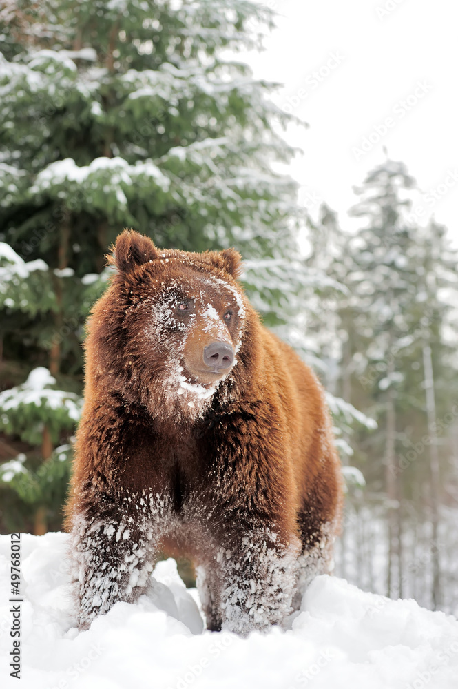 Wild brown bear Wild brown bear
