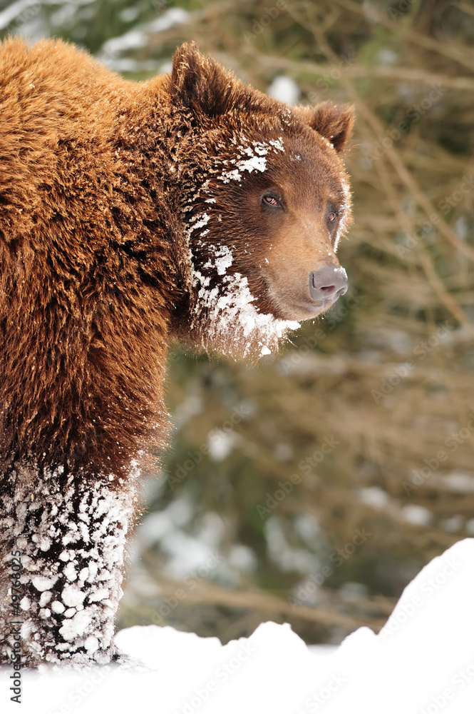 Wild brown bear