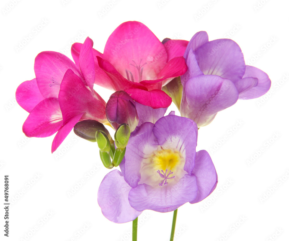 Obraz premium Purple freesia flower, on green background