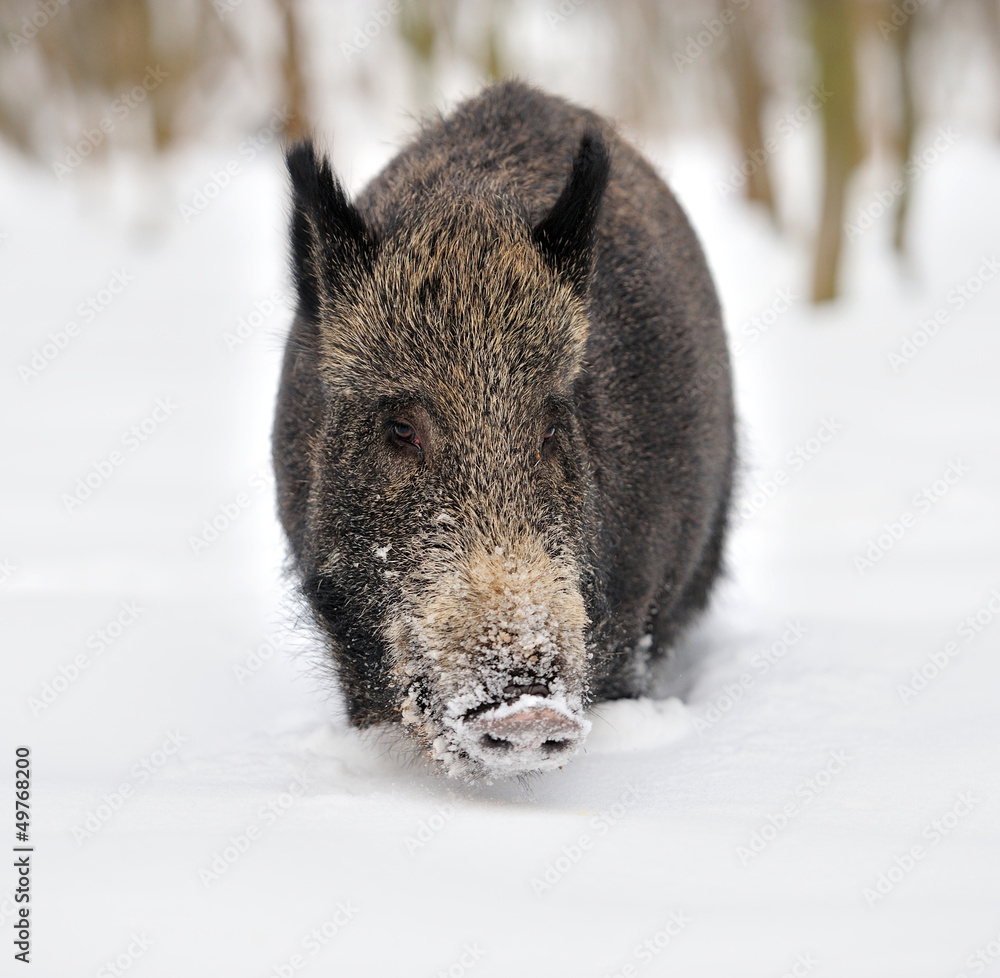 Wild boar