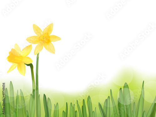 Slika na platnu Grass with daffodils, vector illustration
