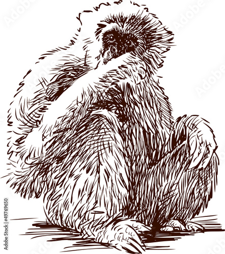 Vászonkép gibbon