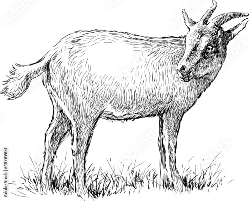 gazing goat