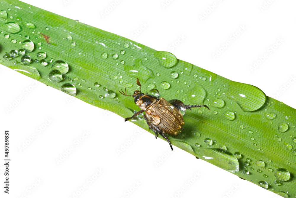 Fototapeta premium Beetle on grass-blade 8