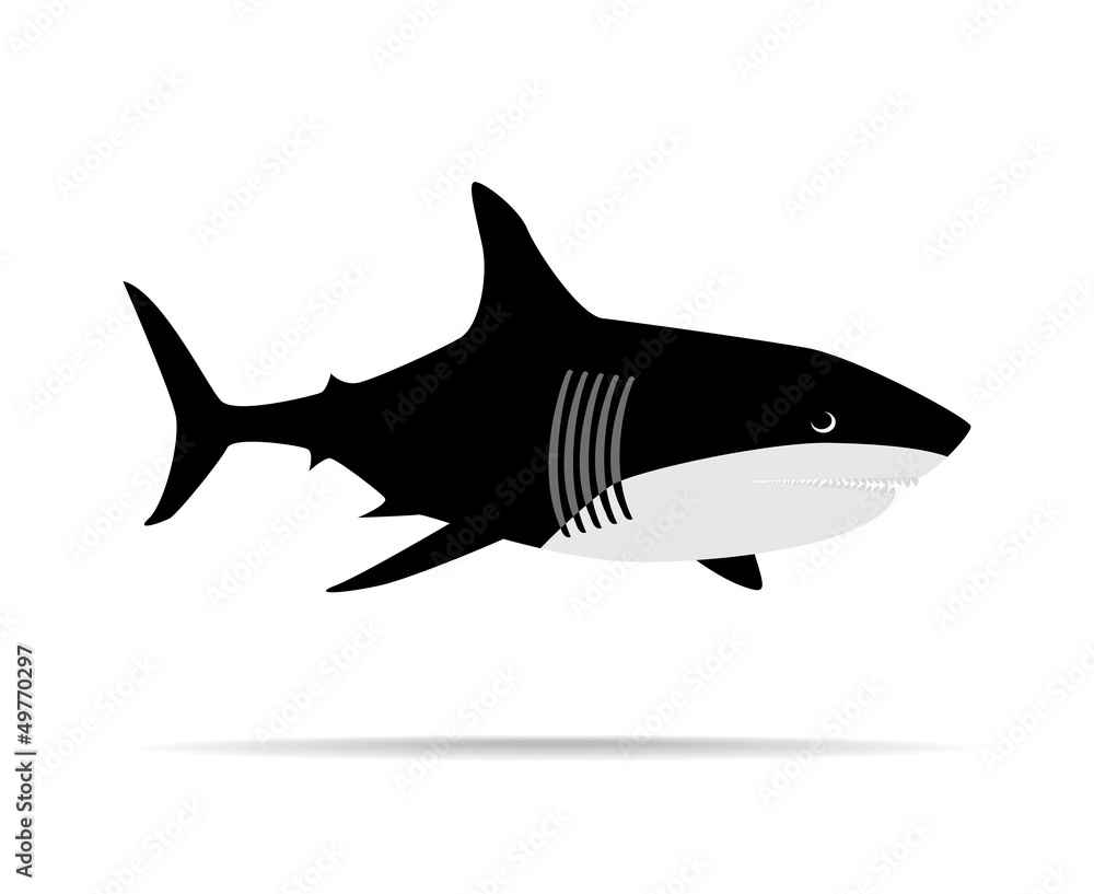 Shark illustration Shark illustration