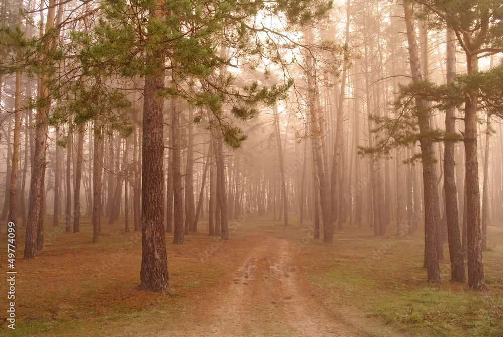 Fototapeta premium autumn landscape
