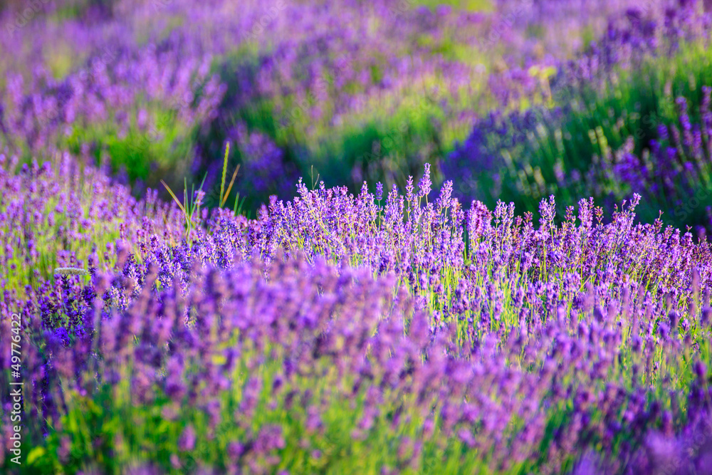 Fototapeta premium Lavender field in the summer