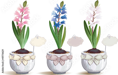 Hyacinths in flowerpots over white background