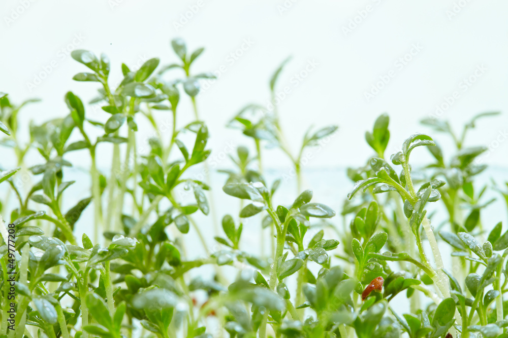 watercress watercress