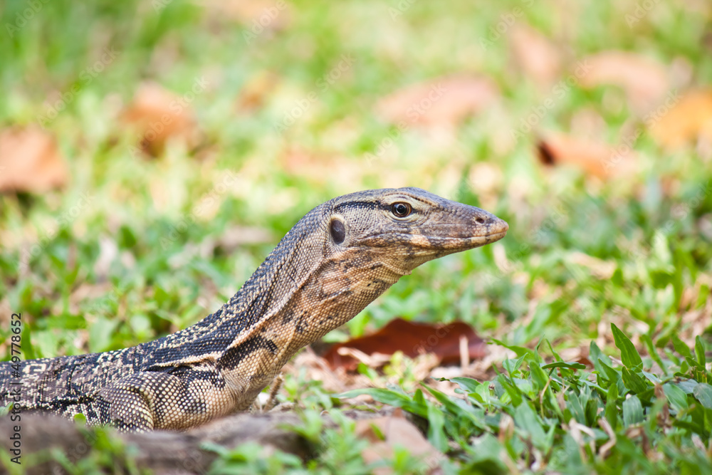 reptile in forest reptile in forest