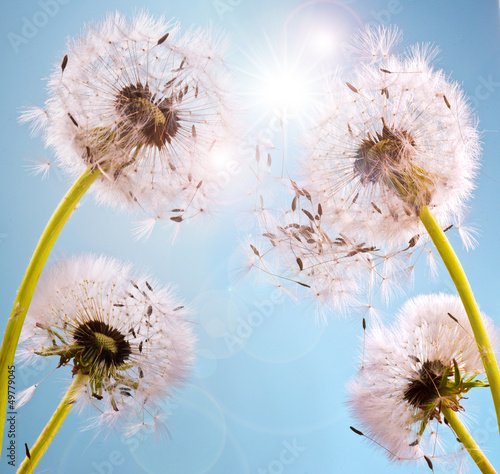 Wünsche erfüllen: Pusteblumen im Sonnenlicht