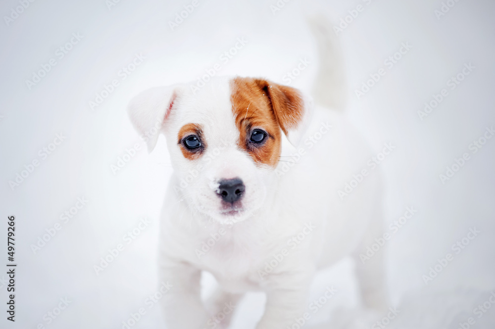 puppy Jack russel terrier portrait in winter