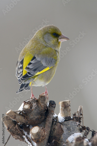 Oiseau verdier d'Europe mâle photo verticale photo