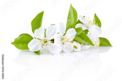 Spring Blossoms of fruit trees Isolated on white background