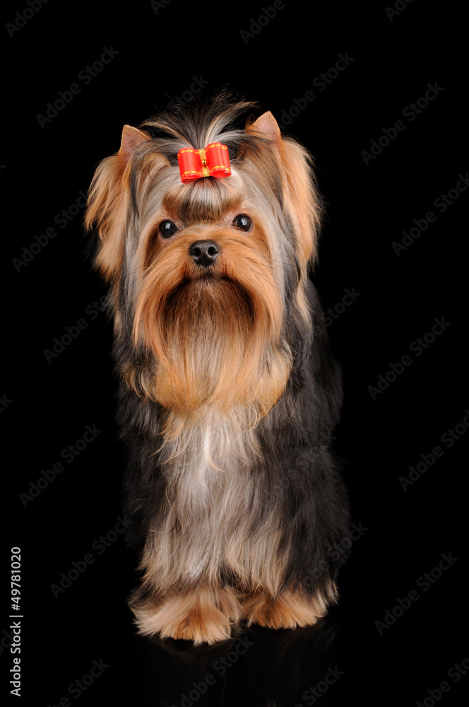 Yorkshire Terrier on black