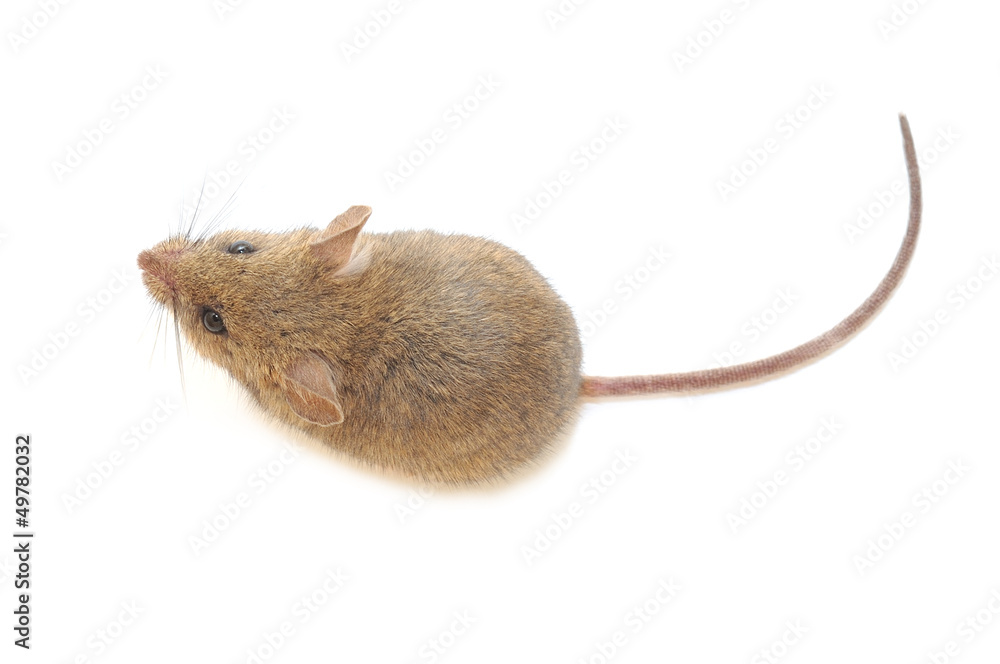 mouse mouse