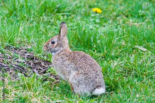 Close up of brown rabbit in grass © volgariver