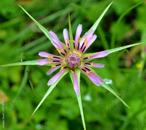 Purple Salsify photo