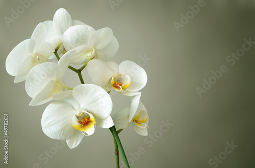 orchidee weiß photo
