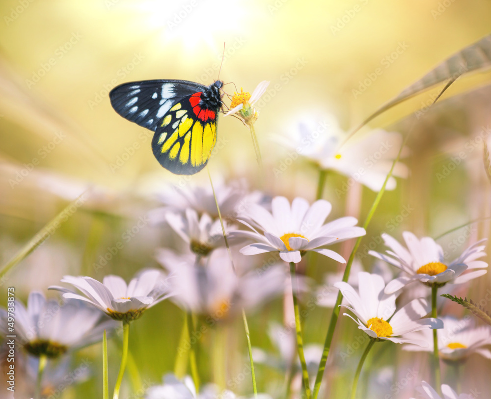 Butterfly Butterfly