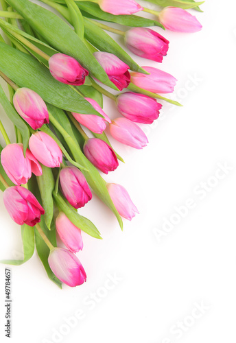 Fototapeta Naklejka Na Ścianę i Meble -  fresh tulips