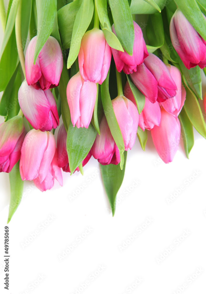 pink tulips