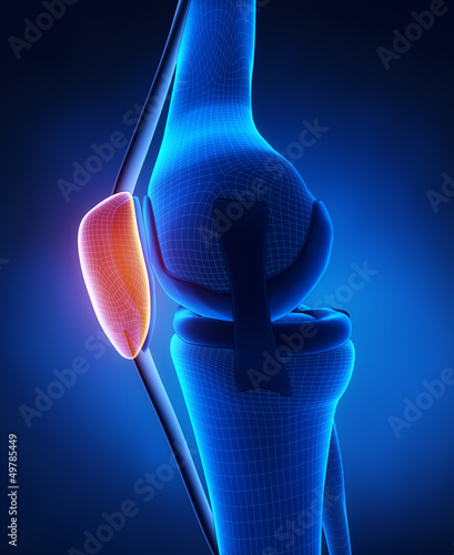 Knee patella anatomy photo