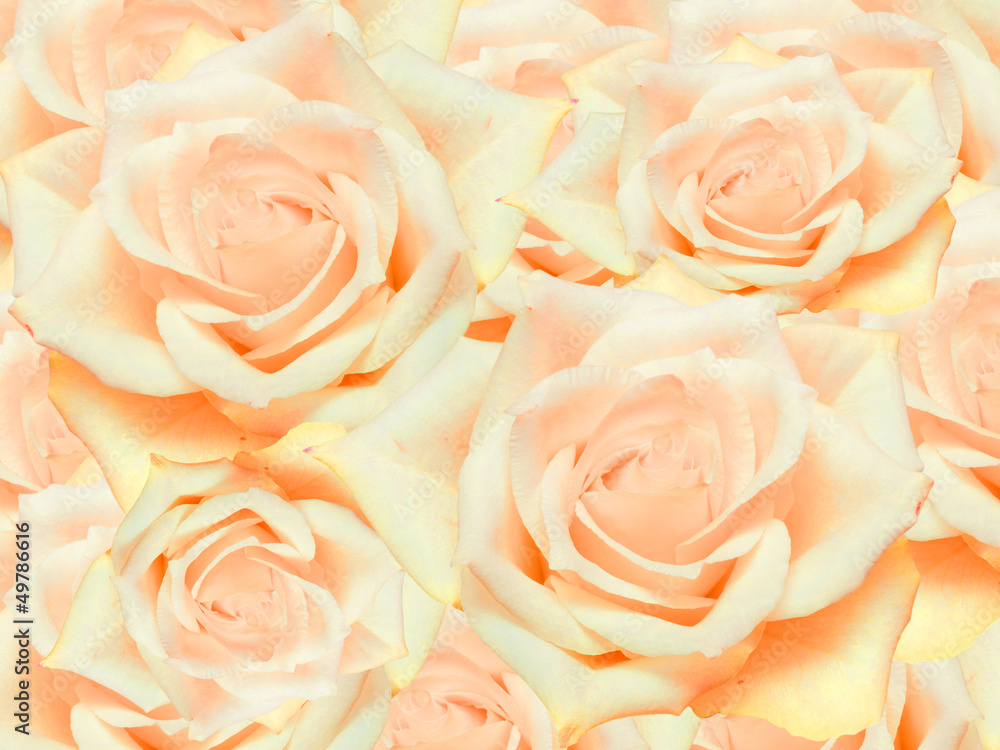 Close up of roses flowers background