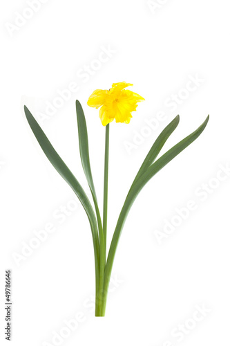 Daffodil or Yellow Narcissus, on white