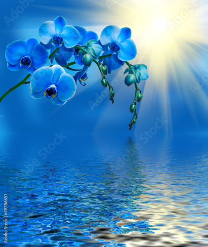 Fototapeta Naklejka Na Ścianę i Meble -  Close up of orchid flower