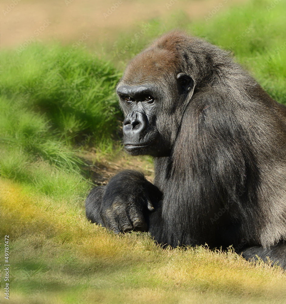 Silverback Gorilla