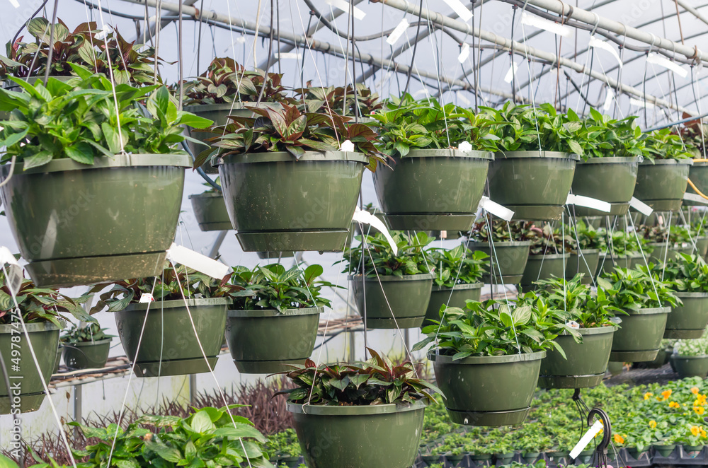 Hanging baskets growing in a greenhouse Stock Photo Adobe Stock