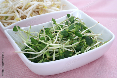 Fresh sunflower sprouts