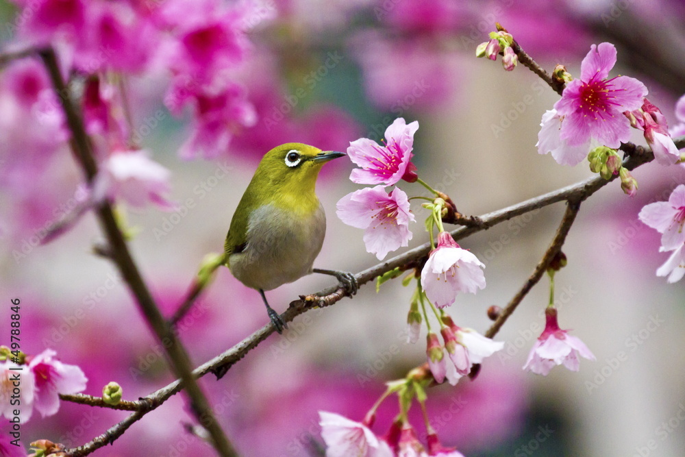 Japanese White-eye with pink cherry blossoms Japanese White-eye with pink cherry blossoms