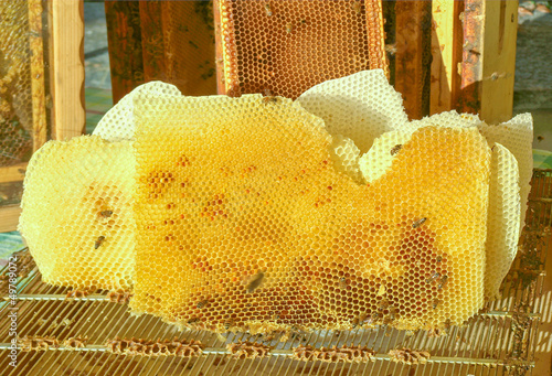 Honeycomp picture photo