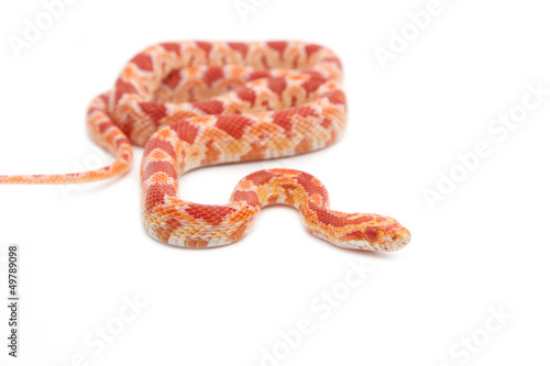 Albino corn snake on white background