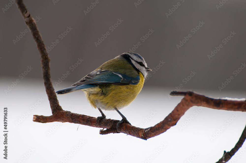 Fototapeta premium Blue tit