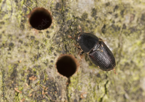 European oak bark beetle, Scolytus intricatus, extreme close-up photo