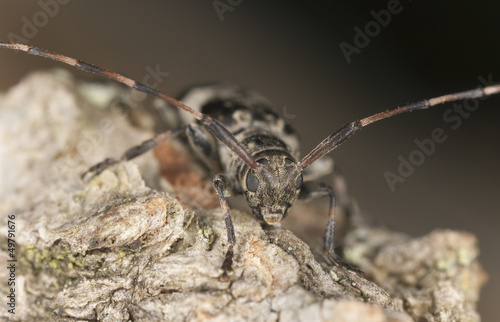 Leiopus nebulosus sitting on oak, macro photo © Henrik Larsson