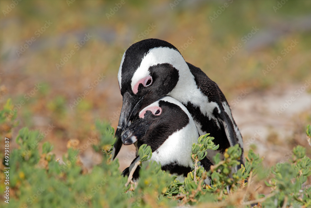 Fototapeta premium African penguins (Spheniscus demersus)